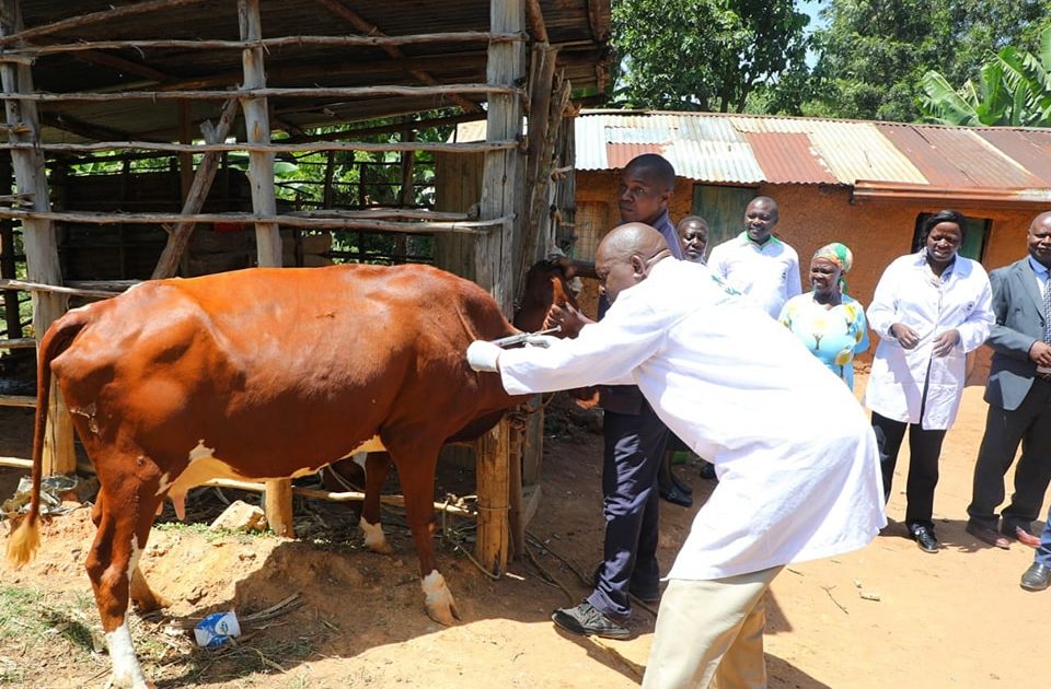 Kisumu enforces livestock quarantine following foot and mouth disease outbreak