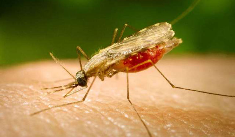 18 dead, hundreds infected as Kala-azar spreads in Wajir