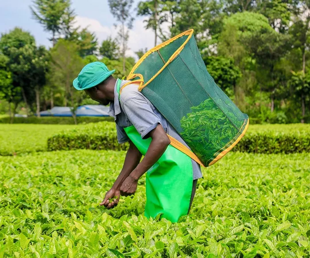 Heavy tax burden on tea sector draws fire from Senators