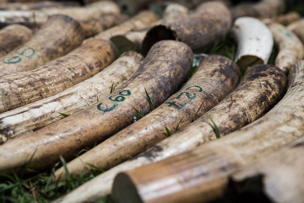 Three nabbed by KWS in elephant ivory bust, six tusks recovered