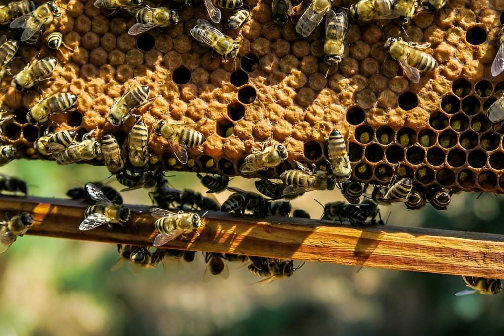 Turkana honey output hits 138 tonnes