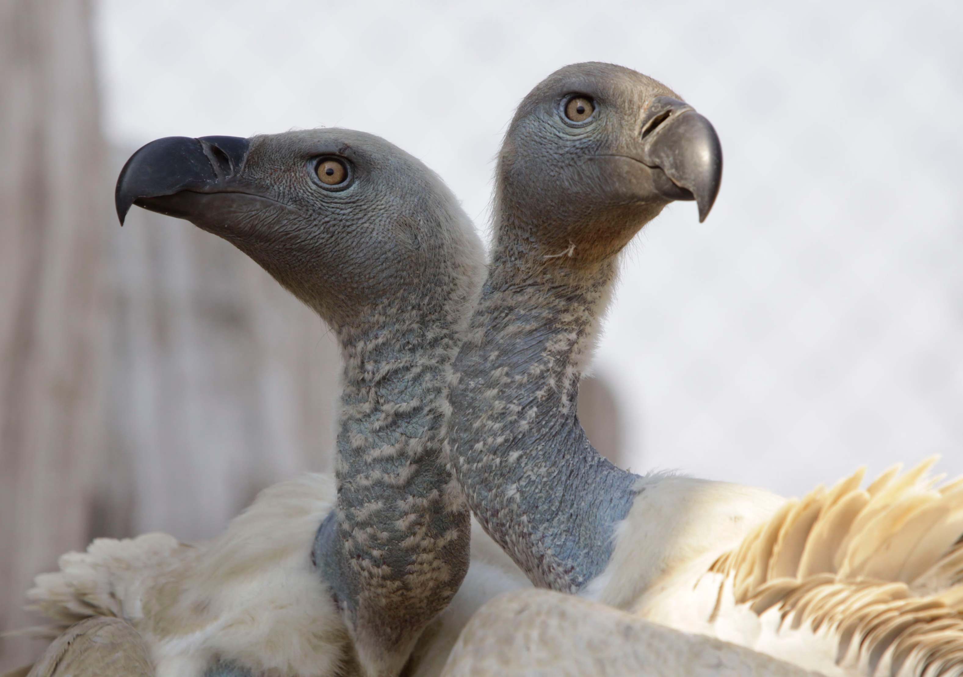 123 vultures killed in one of South Africa’s worst wildlife poisonings