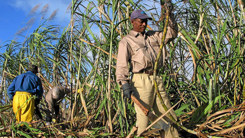 State raises sugarcane price by Sh200 to Sh5,500 per tonne