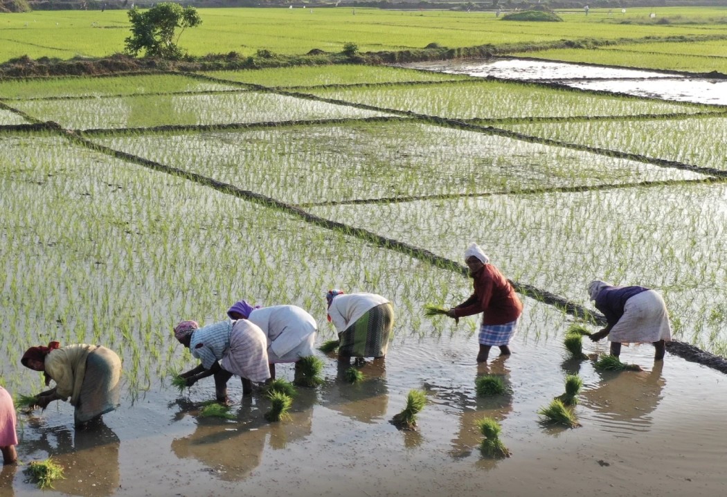 Government addresses Mwea farmers’ concerns over imported rice