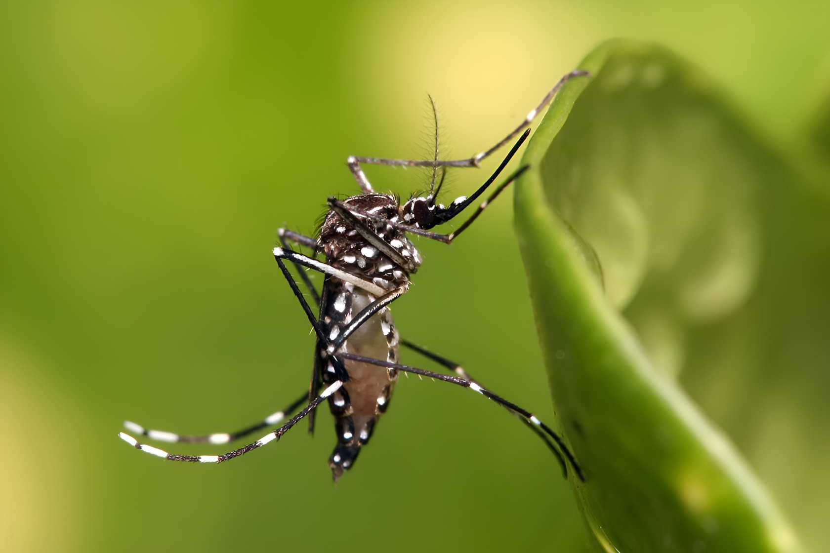 Rains fuel Chikungunya surge in Mombasa, 25 cases confirmed