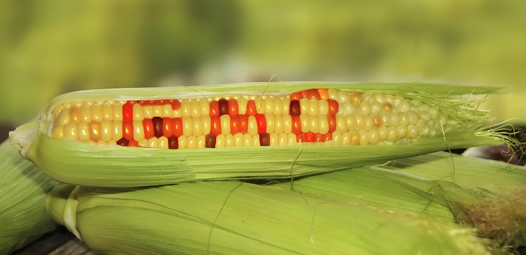 Kenya holds conference to review 13 years of GMO use