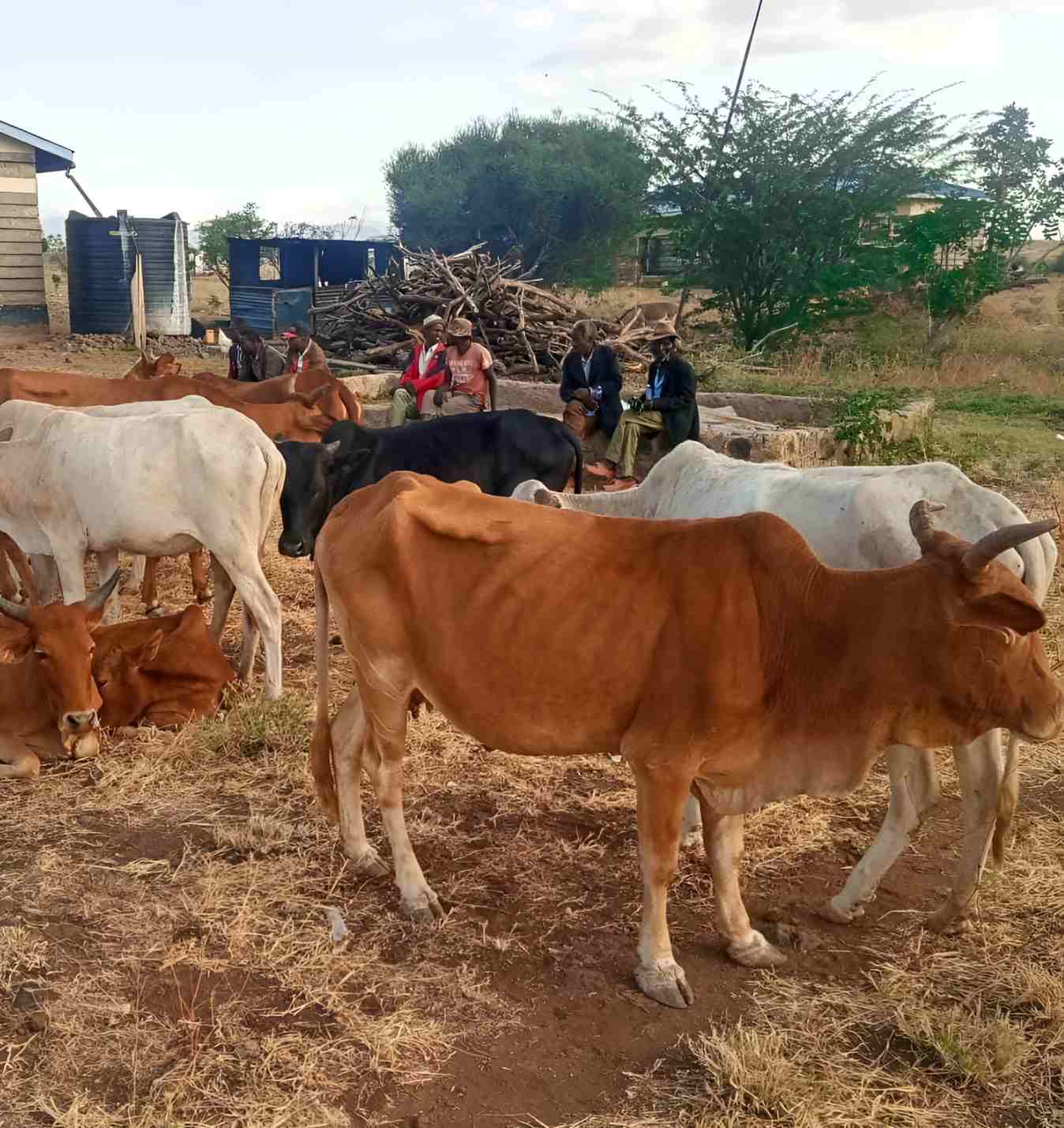 Police recover stolen livestock in Meru County
