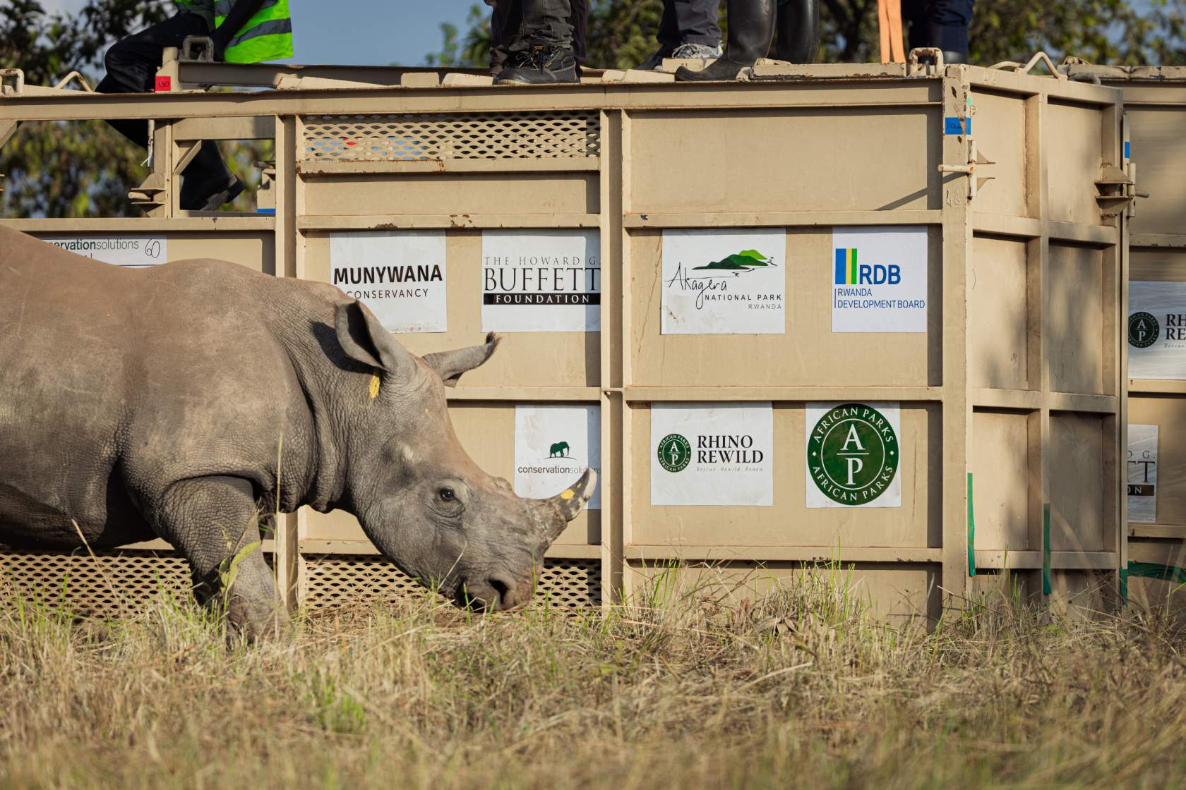 Rwanda receives 70 white rhinos in historic conservation push