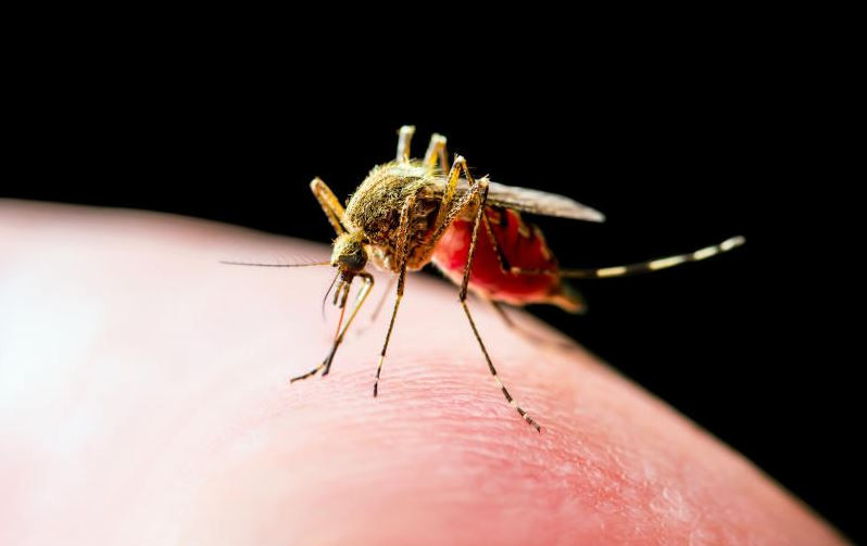 Surge in counterfeit yellow fever certificates threatens Kenya’s public health