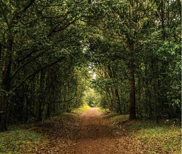 KFS clarifies Karura Forest felling plan as public raises concerns