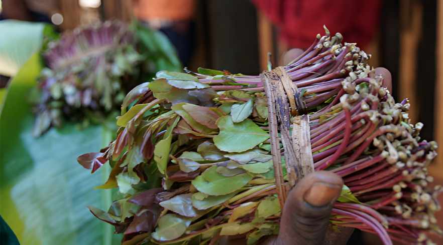 Kenya secures Djibouti market for miraa exports in major boost for farmers and traders