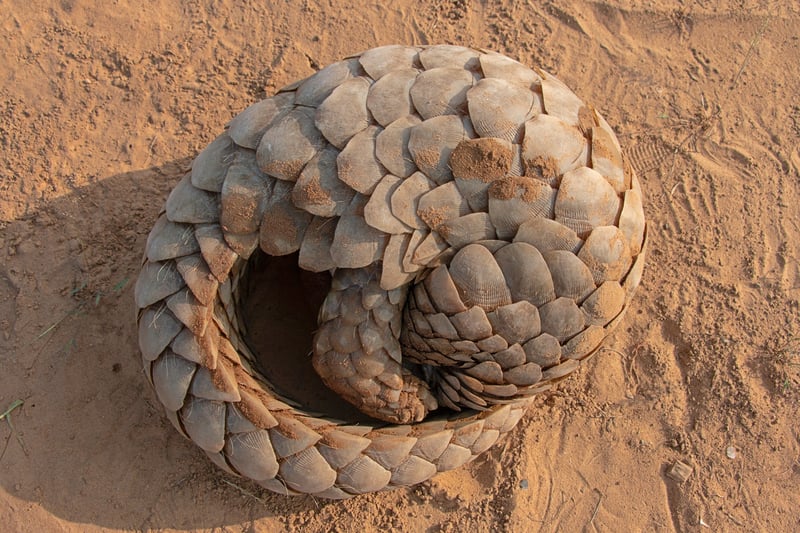 Endangered wildlife openly marketed on TikTok, report reveals