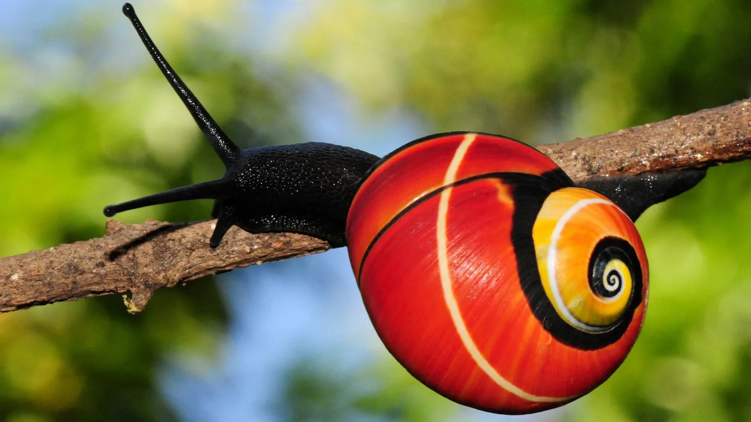 Scientists team up to rescue Cuba’s endangered rainbow snails