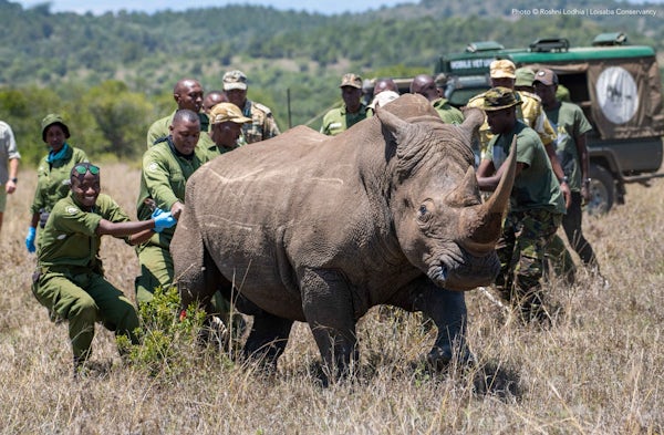 KWS translocates 10 southern white rhinos to Loisaba Conservancy