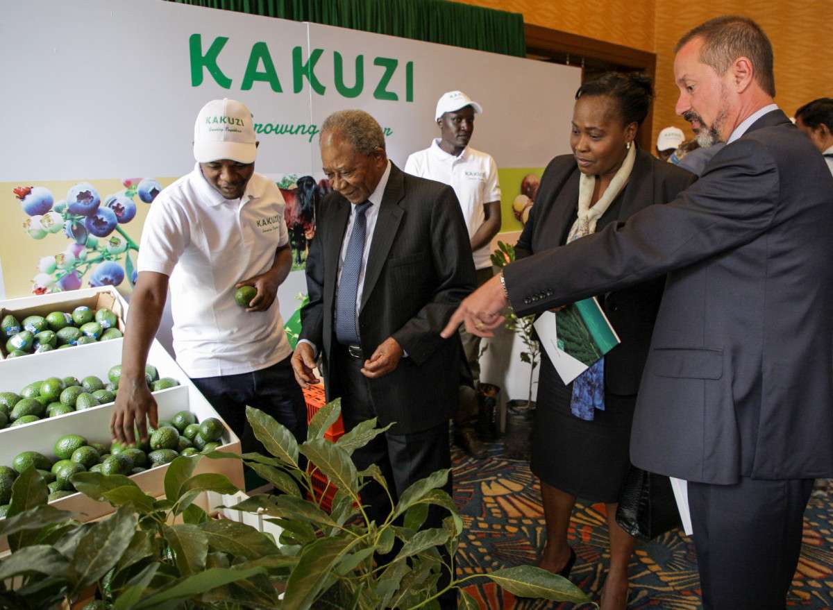 Kakuzi earnings dip 15pc as avocado, tea prices weaken