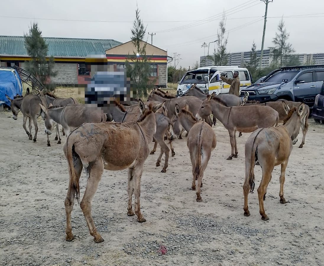 Machakos police recover 20 stolen donkeys, launch manhunt for suspect