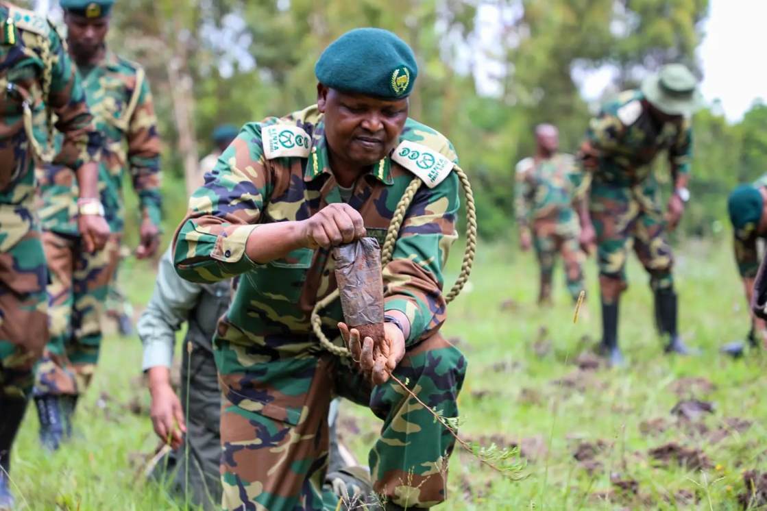 KFS may manage private forests under new law to boost revenue