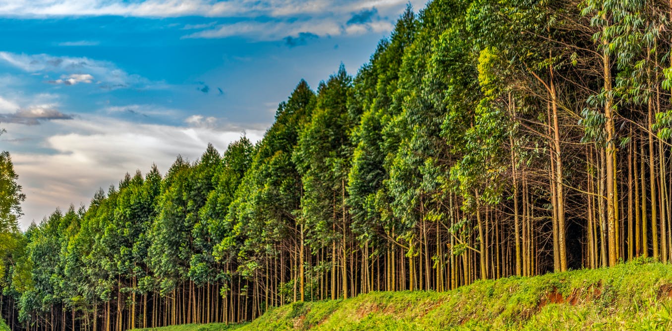 Forest protection to come with cash rewards if new Bill is passed